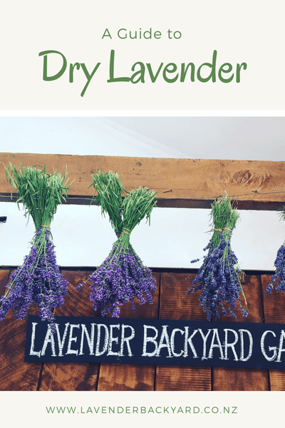 How To Dry Lavender