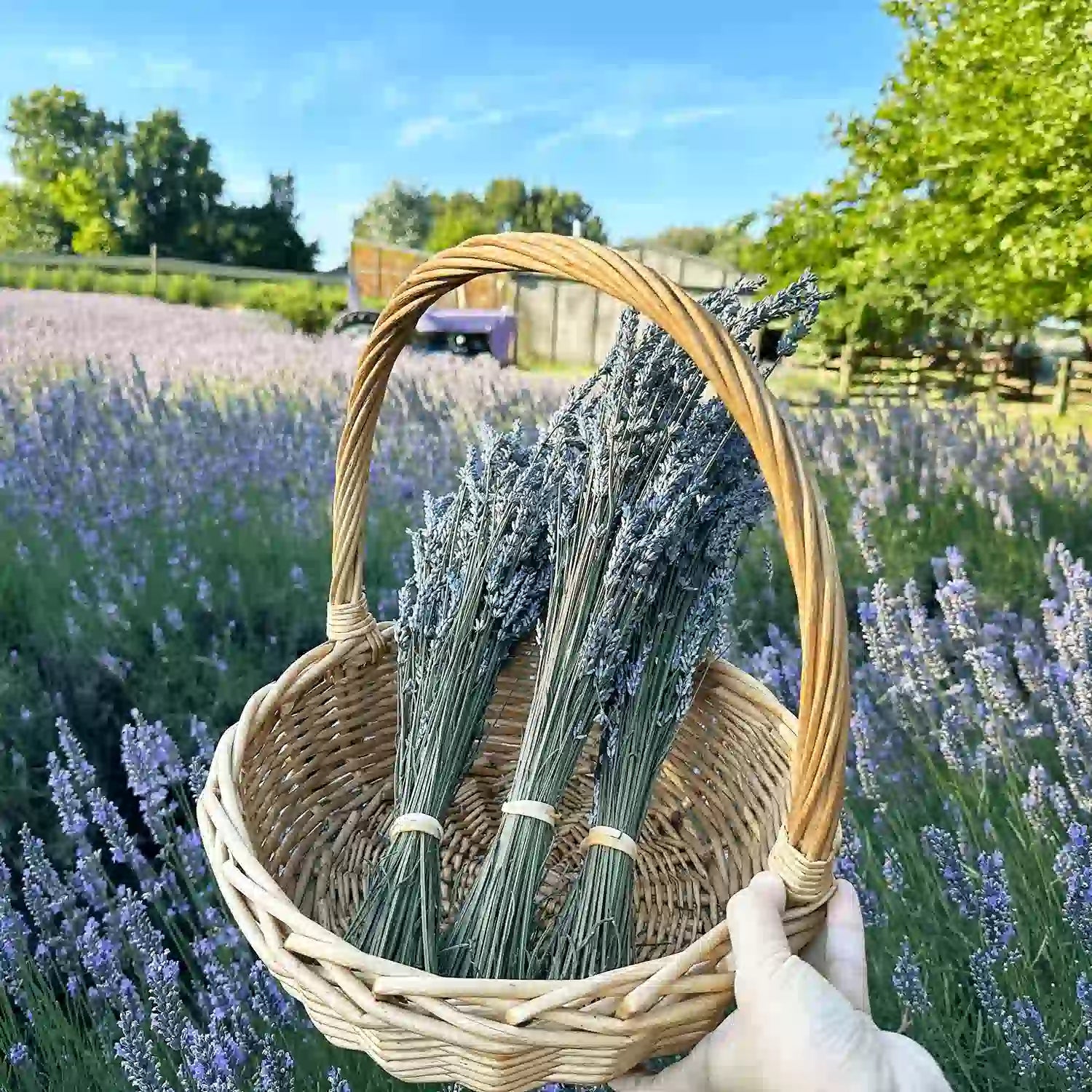 lavender plant dried Dried Flower