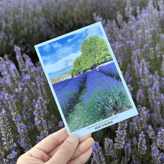 Close-up view of a lavender field postcard from New Zealand Lavender Farm, Lavender Backyard Garden, showcasing vibrant purple blooms and a serene farm landscape.