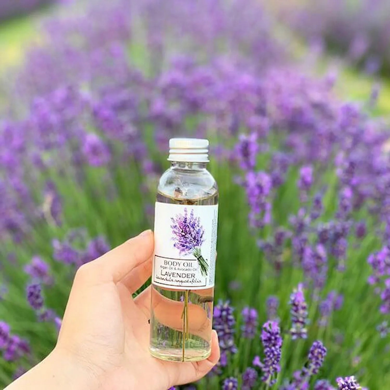 best lavender plant for oil Best Body Oil | English Lavender Infused