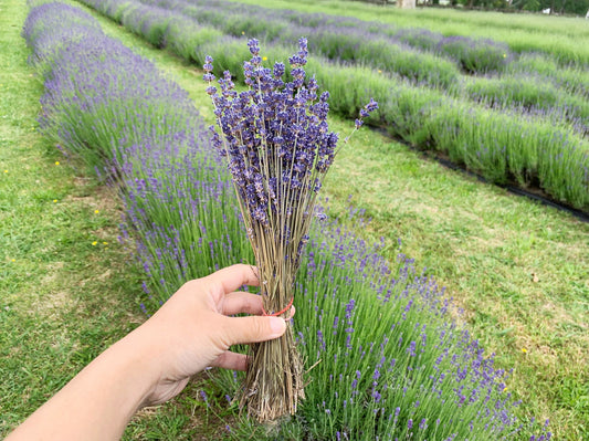 Lavender dried flower, New Zealand Lavender Farm
