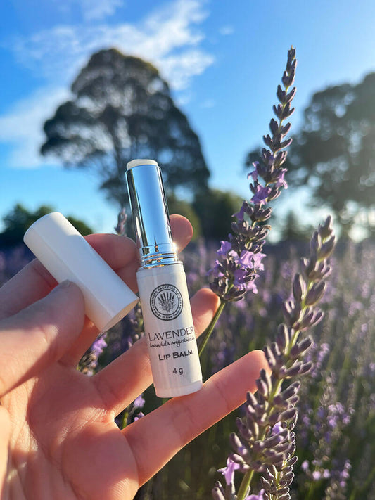 Lavender Lip Balm for chapped lips scented by essential oil from NZ lavender farm