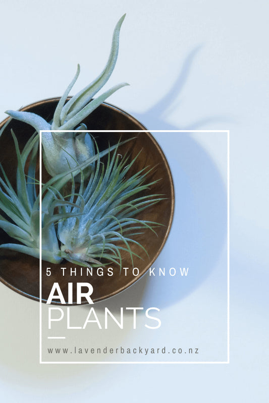Home Decor | 5 Things to Know about Air Plants