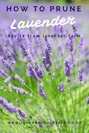 Step-by-step guide on how to prune lavender plants for healthy growth and abundant blooms. Learn the best time and technique for pruning your lavender garden, with our expert tips and advice.