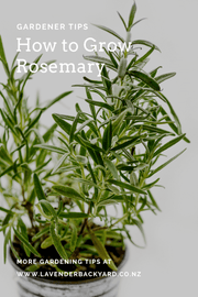 Gardening Tips | How to Grow Rosemary Plant