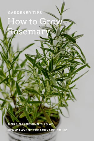 How to Care for a Rosemary Plant | NZ Lavender Farm  Lavender Backyard  Garden
