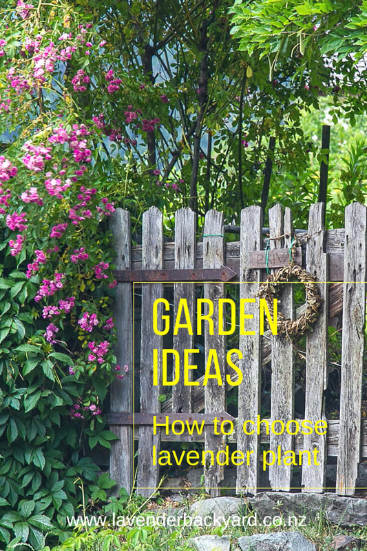 Garden Ideas | How to Choose Lavender Plant for Your Garden