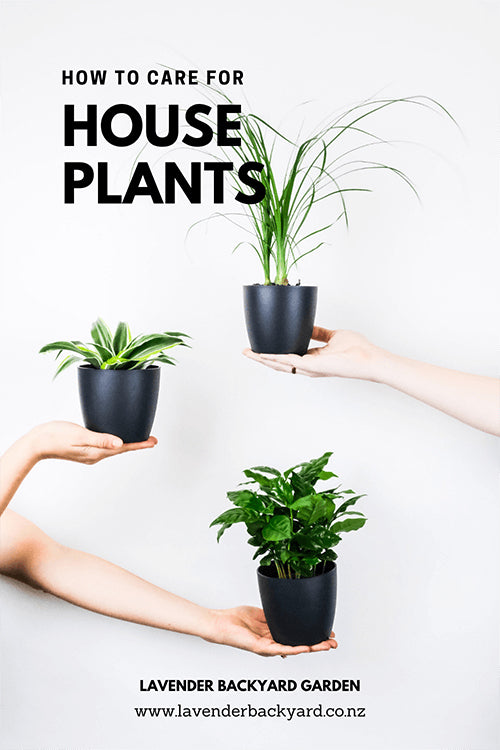How to Care for House Plants?