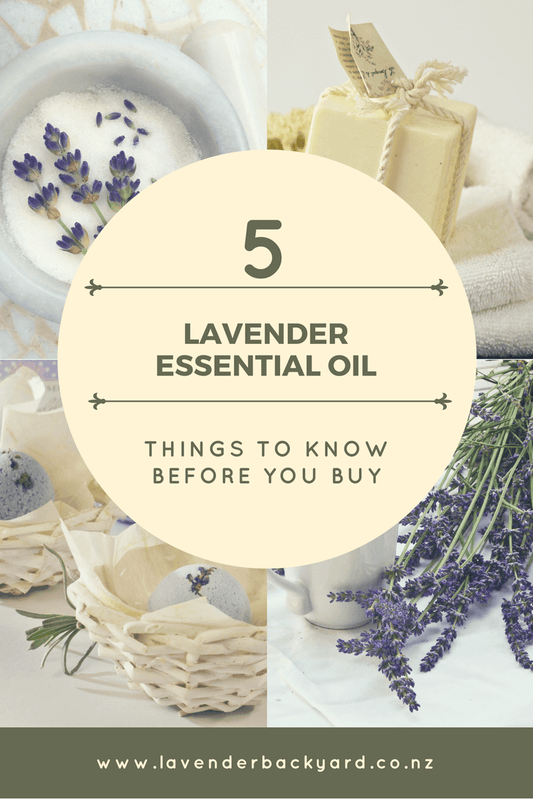 Lavender Essential Oil | Things to Know Before Your Purchase, Lavender Farm in NZ