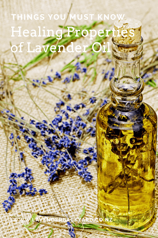 Lavender Essential Oil: Healing Properties and Benefits of Aromatherapy
