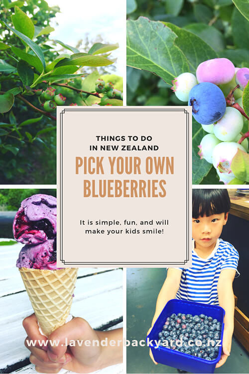 Family Activities in New Zealand | Pick Your Own Blueberries