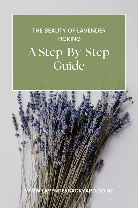 The Beauty of Lavender Picking: A Step-By-Step Guide
