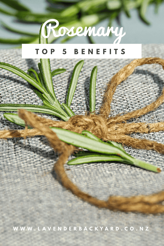 Top 5 Impressive Benefits of Rosemary, NZ Herb Farm, Lavender Backyard Garden
