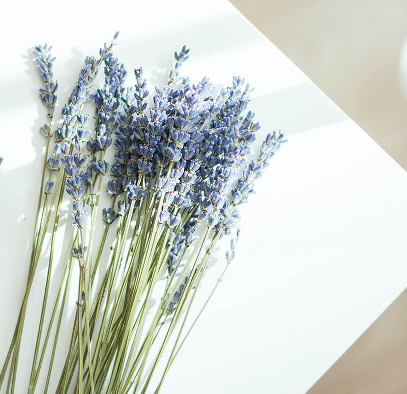 7 Awesome Ways to Use Dried Lavender Bunches  NZ Lavender Farm – Lavender  Backyard Garden®
