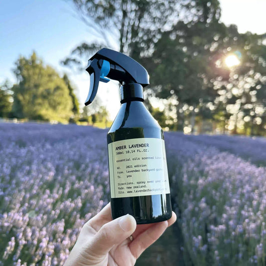 An amber lavender room spray held by hand against rows of blooming lavender at sunset at NZ Lavender Farm, Lavender Backyard Garden.