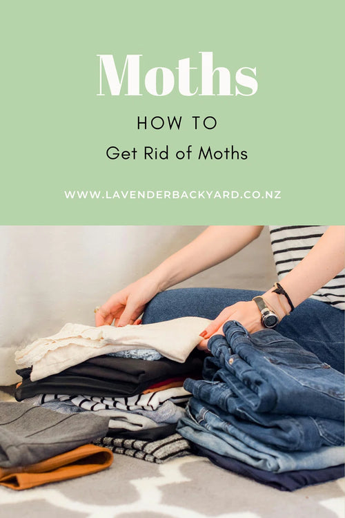 How to Get Rid of Moths Naturally?