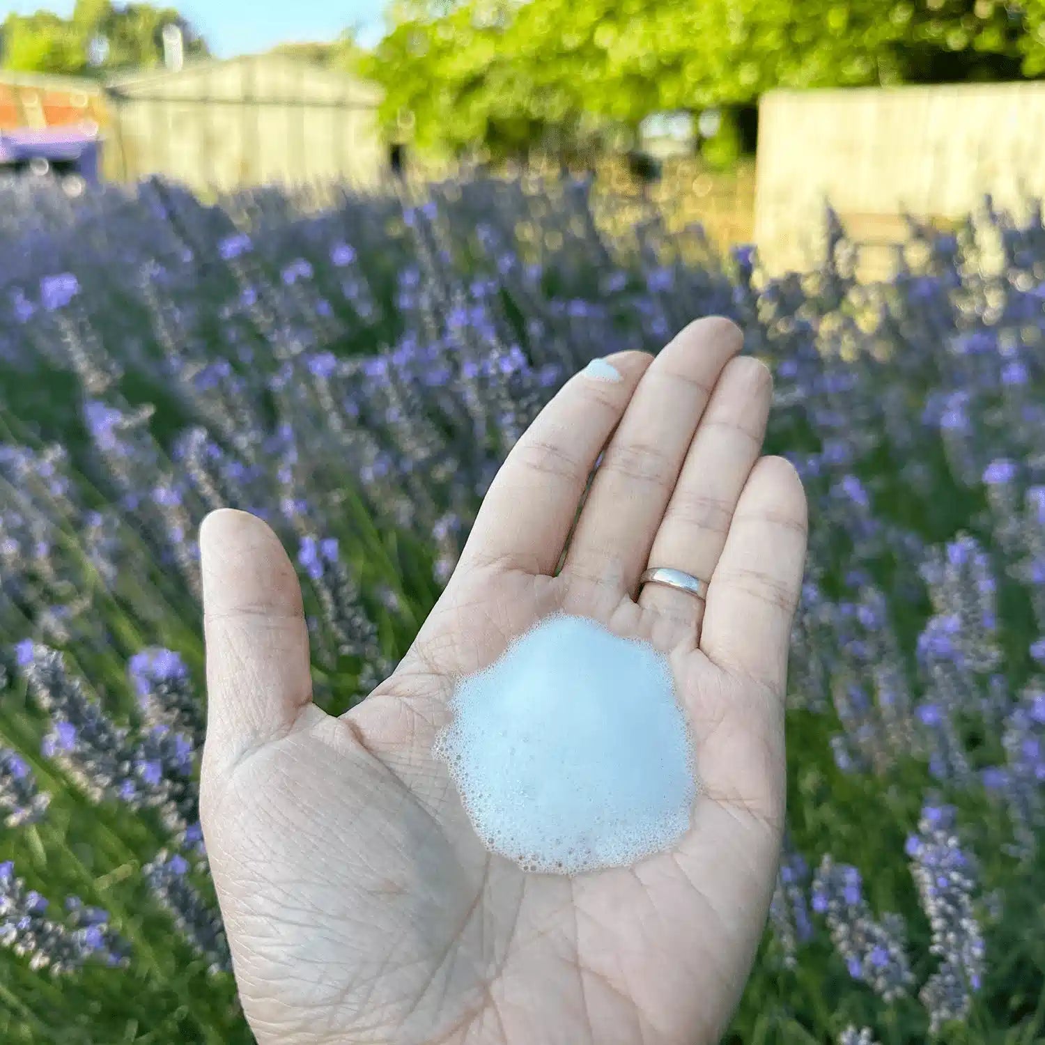 lavender plant foaming Foaming Hand Soap | Essential Oil Scent