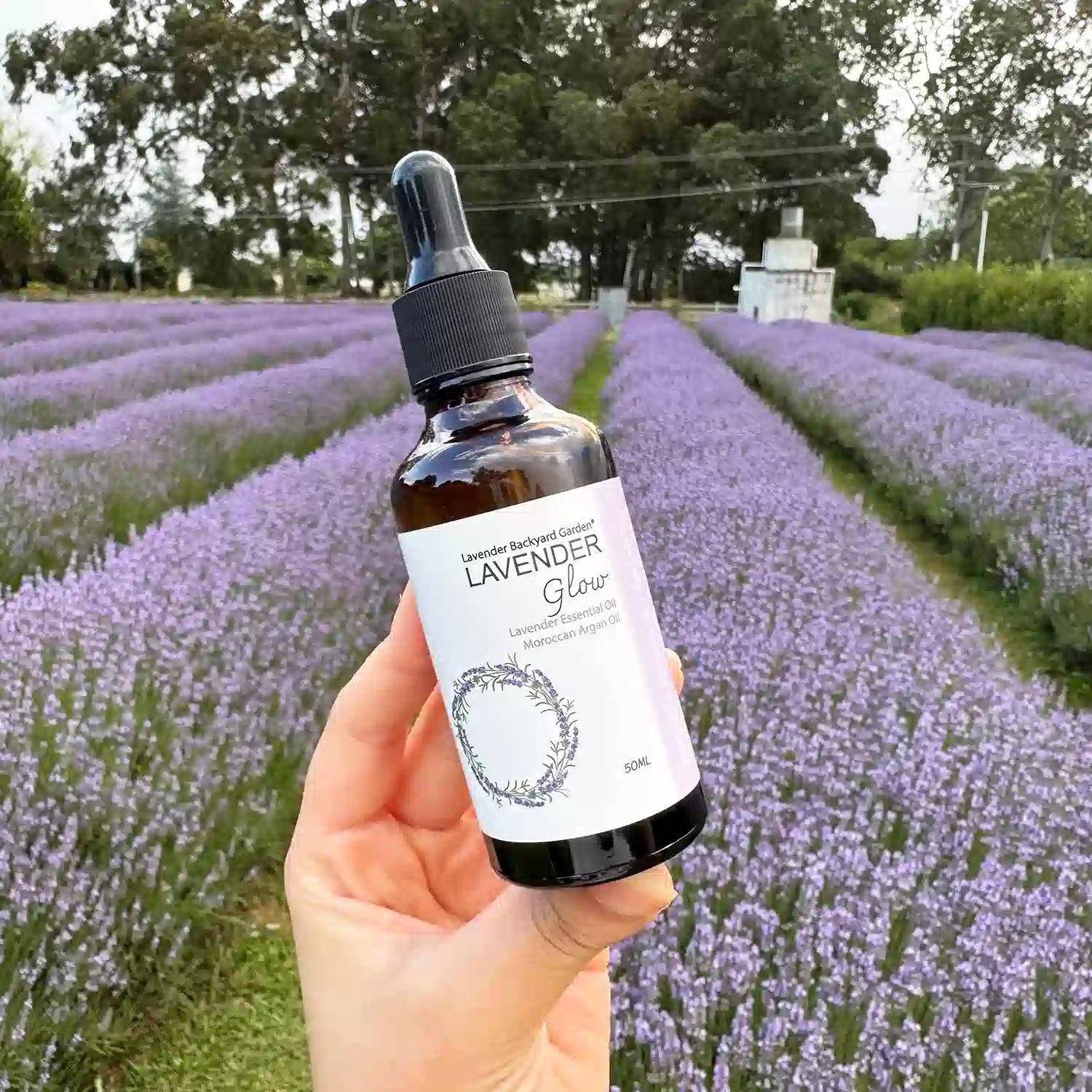 Lavender hair oil held in hand among rows of blooming lavender in the field.