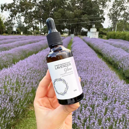 Lavender hair oil held in hand among rows of blooming lavender in the field.