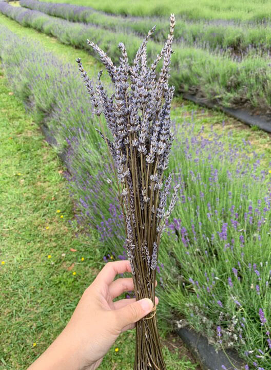 Dried lavender flower Lavandin, Lavandula x Intermedia, grown spray free from NZ lavender farm