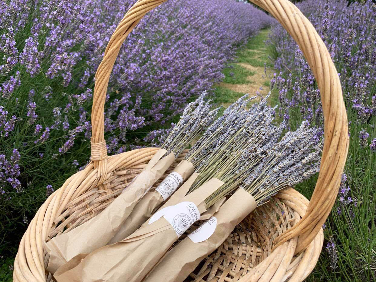 Lavender dried flowers bundles -Lavandula x Intermedia, Lavandin, grown spray free from NZ lavender farm