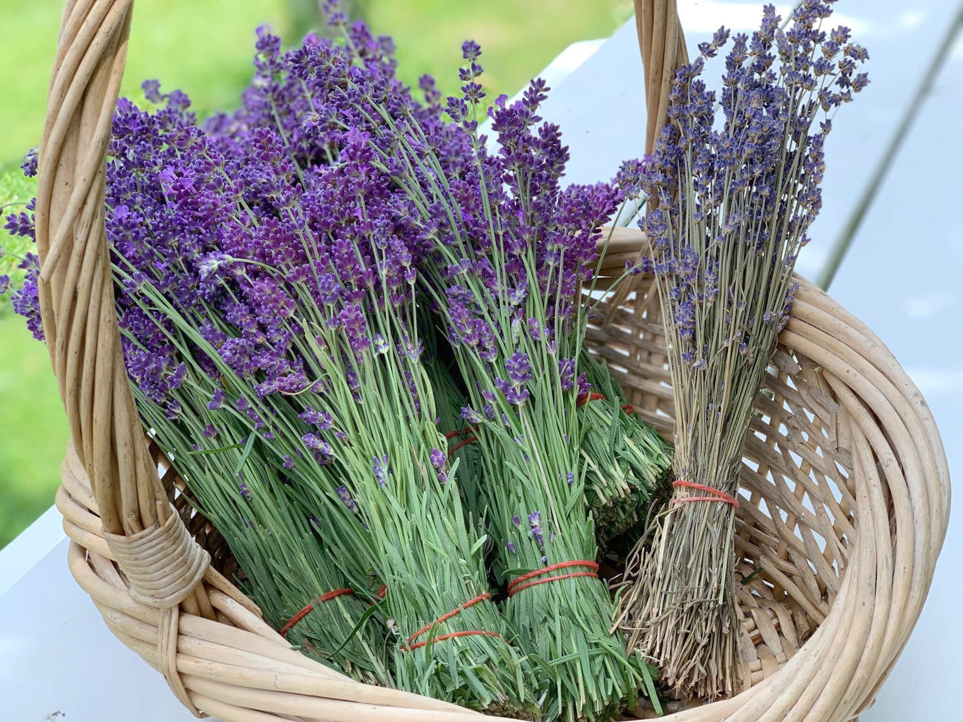 lavender plants nz Dried Lavender | English Lavender Bunch