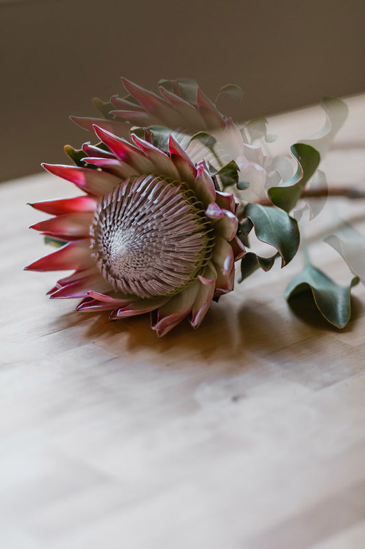 Stunning Protea Flower Arrangement
